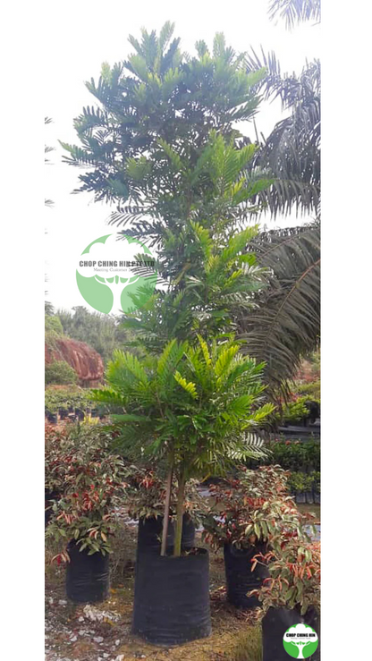 Filicium decipiens
