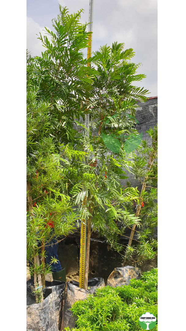 Filicium decipiens