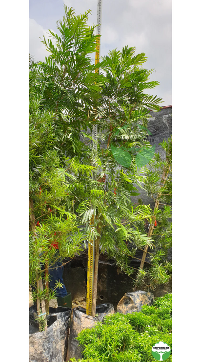 Filicium decipiens