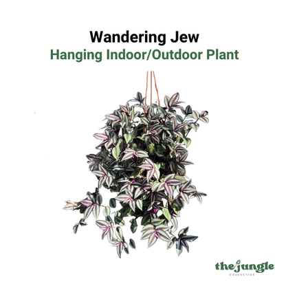 Wandering Jew - Tradescantia Zebrina Hanging Plant