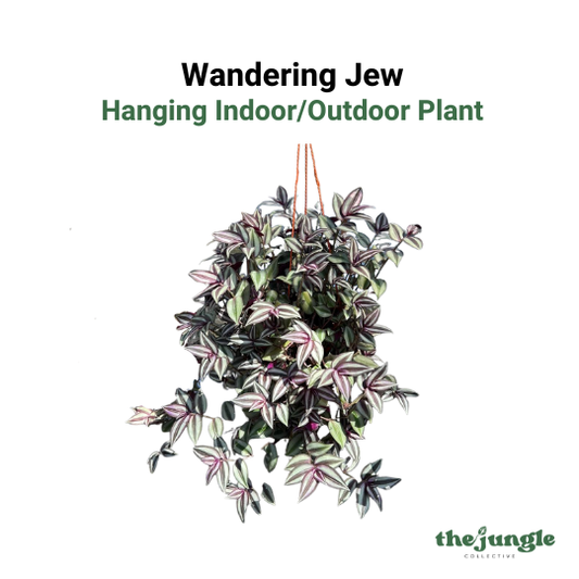 Wandering Jew - Tradescantia Zebrina Hanging Plant