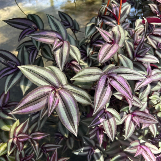 Wandering Jew - Tradescantia Zebrina Hanging Plant