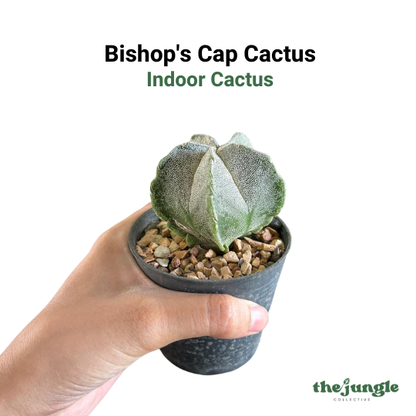 Bishop's Cap Cactus - Astrophytum myriostigma