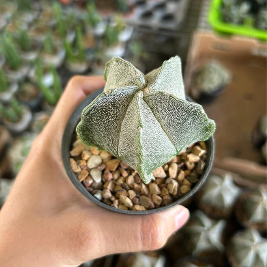 Bishop's Cap Cactus - Astrophytum myriostigma