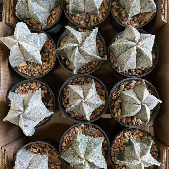 Bishop's Cap Cactus - Astrophytum myriostigma