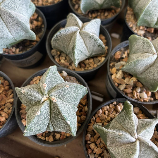 Bishop's Cap Cactus - Astrophytum myriostigma