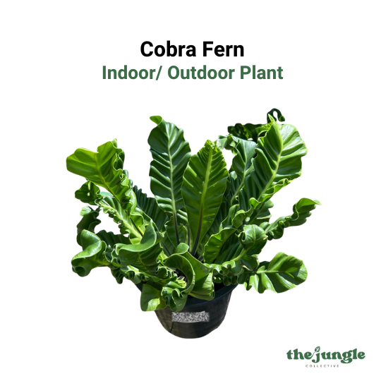 Cobra Fern Asplenium nidus - Indoor/Outdoor Plant with Unique Arching Fronds Low Maintenance Air Purifier