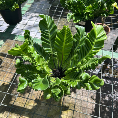 Cobra Fern Asplenium nidus - Indoor/Outdoor Plant with Unique Arching Fronds Low Maintenance Air Purifier