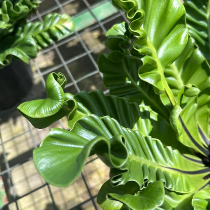 Cobra Fern Asplenium nidus - Indoor/Outdoor Plant with Unique Arching Fronds Low Maintenance Air Purifier
