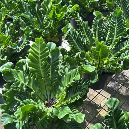 Cobra Fern Asplenium nidus - Indoor/Outdoor Plant with Unique Arching Fronds Low Maintenance Air Purifier