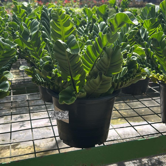 Cobra Fern Asplenium nidus - Indoor/Outdoor Plant with Unique Arching Fronds Low Maintenance Air Purifier