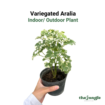 Variegated Aralia - Polyscias Species Indoor Outdoor Plant