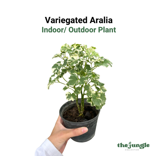 Variegated Aralia - Polyscias Species Indoor Outdoor Plant