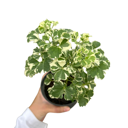 Variegated Aralia - Polyscias Species Indoor Outdoor Plant