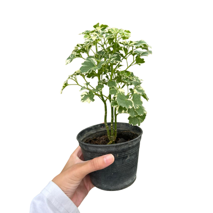 Variegated Aralia - Polyscias Species Indoor Outdoor Plant