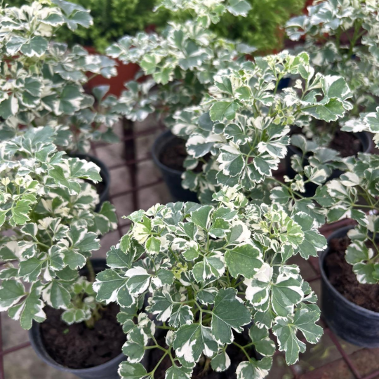 Variegated Aralia - Polyscias Species Indoor Outdoor Plant