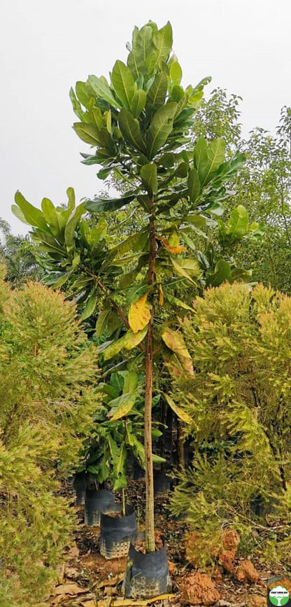 Barringtonia asiatica