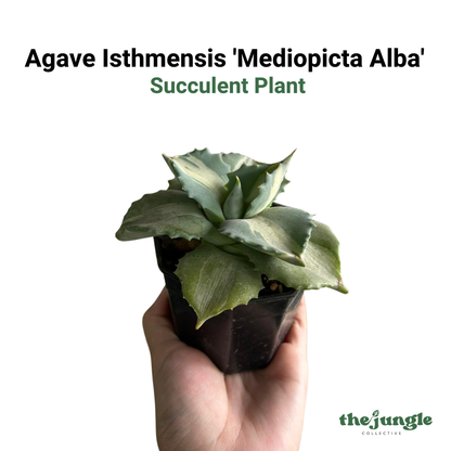 Agave isthmensis 'Mediopicta Alba'