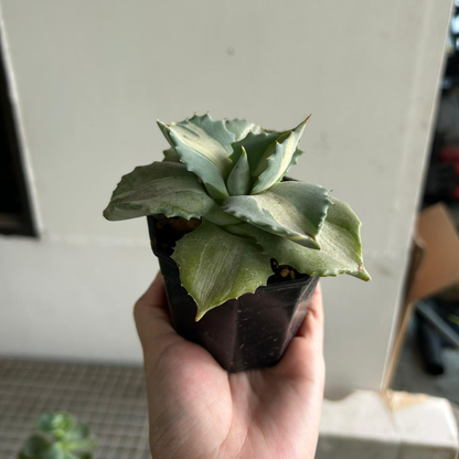 Agave isthmensis 'Mediopicta Alba'