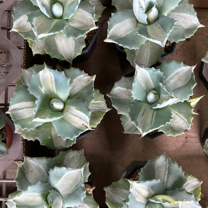 Agave isthmensis 'Mediopicta Alba'