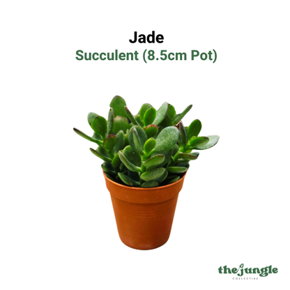 Jade Succulent Plant
