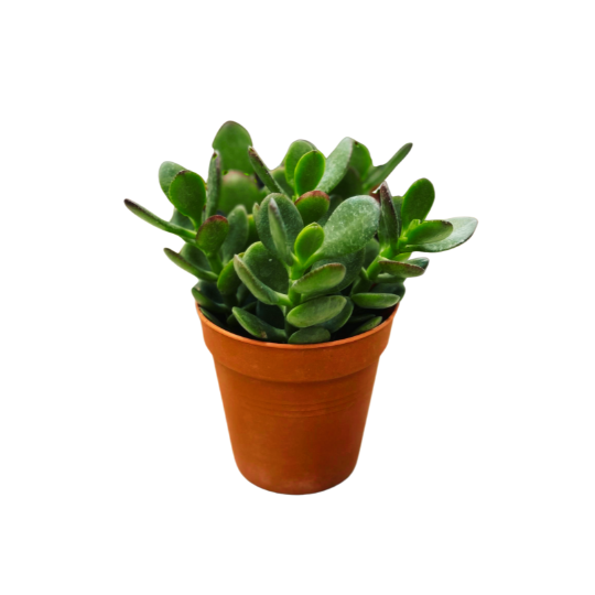 Jade Succulent Plant