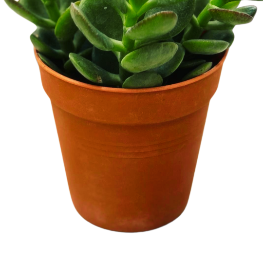 Jade Succulent Plant