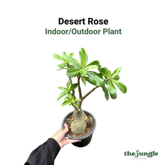 Desert Rose (Adenium obesum) Indoor Outdoor Plant