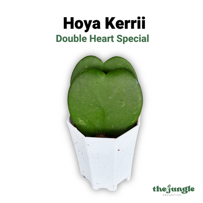 Hoya Kerrii
