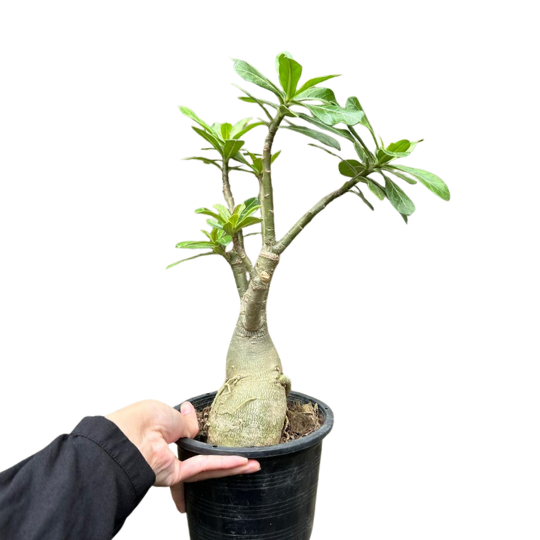 Desert Rose (Adenium obesum) Indoor Outdoor Plant