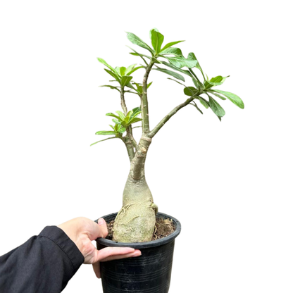 Desert Rose (Adenium obesum) Indoor Outdoor Plant