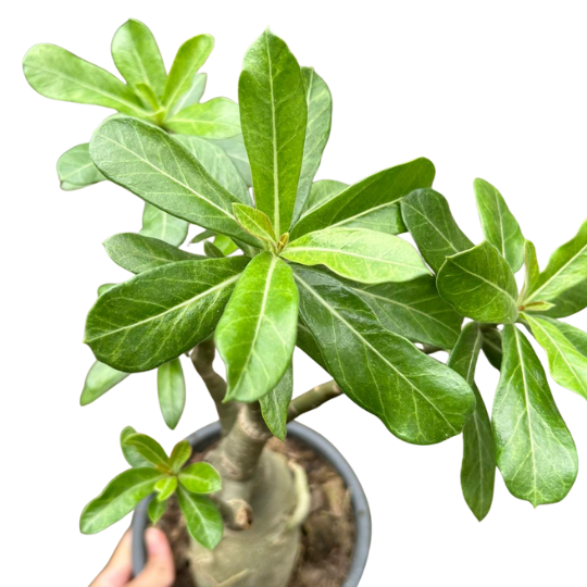 Desert Rose (Adenium obesum) Indoor Outdoor Plant