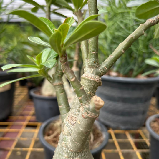 Desert Rose (Adenium obesum) Indoor Outdoor Plant