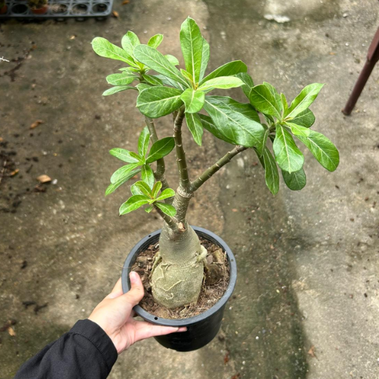 Desert Rose (Adenium obesum) Indoor Outdoor Plant
