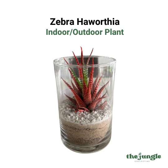 The Zebra Haworthia