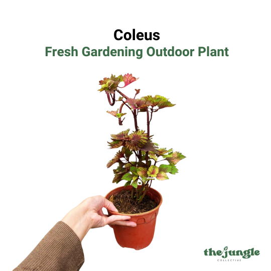 Coleus- Fresh gardening indoor/outdoor/colorful plant
