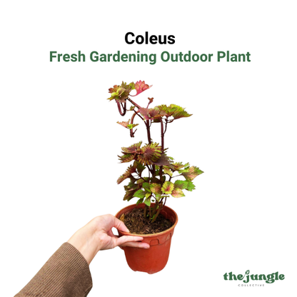 Coleus- Fresh gardening indoor/outdoor/colorful plant