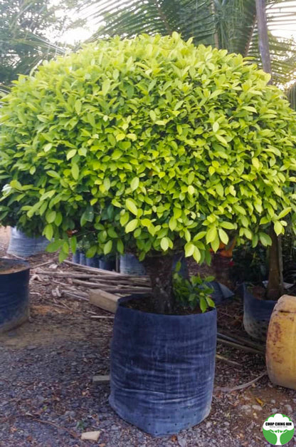 Ficus microcarpa 'Golden'