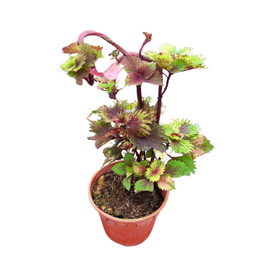 Coleus- Fresh gardening indoor/outdoor/colorful plant