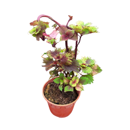 Coleus- Fresh gardening indoor/outdoor/colorful plant