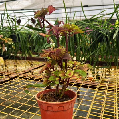 Coleus- Fresh gardening indoor/outdoor/colorful plant