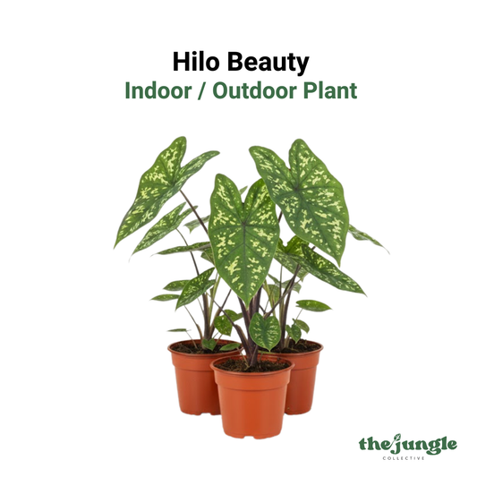 Hilo Beauty, Caladium praetermissum, Indoor / Outdoor Plant