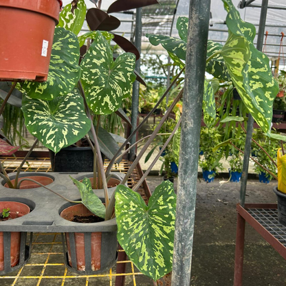 Hilo Beauty, Caladium praetermissum, Indoor / Outdoor Plant