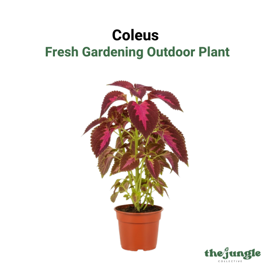 Coleus- Fresh gardening indoor/outdoor/colorful plant