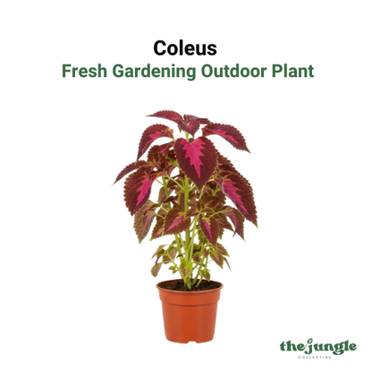 Coleus- Fresh gardening indoor/outdoor/colorful plant