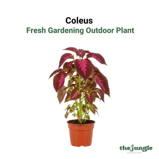 Coleus- Fresh gardening indoor/outdoor/colorful plant