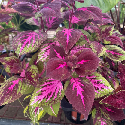 Coleus- Fresh gardening indoor/outdoor/colorful plant
