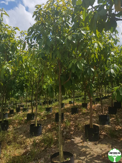 Sterculia rubiginosa