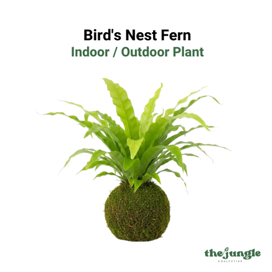 Bird's Nest Fern, Kokedama / Moss Ball