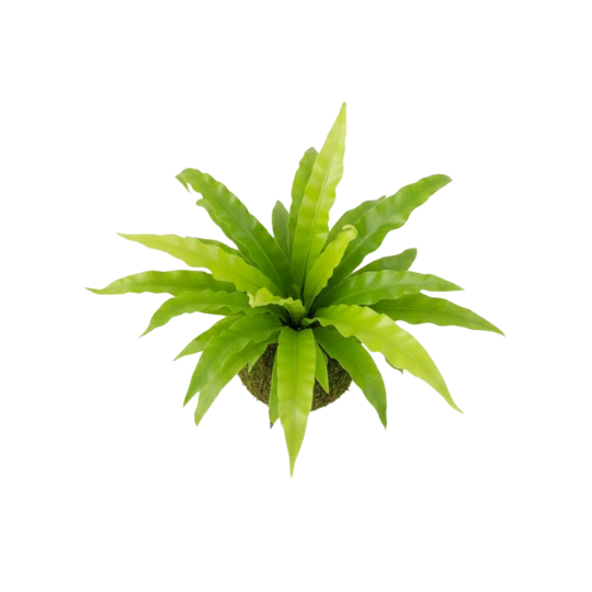 Bird's Nest Fern, Kokedama / Moss Ball